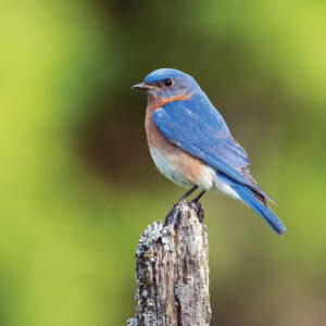 How to Build a Bluebird House Image